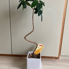 フランスゴムの木　インテリアグリーン
