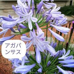アガパンサス苗　ムラサキクンシラン　耐寒性多年草