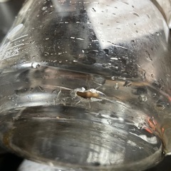 コーヒーメーカー(象印)の画像