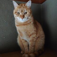 たけし君　ベタベタ、温和な男の子　２歳　受け渡し出張OK − 香川県