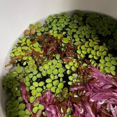 水草　サルビニアククラータの画像