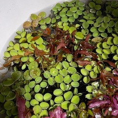 水草　サルビニアククラータの画像