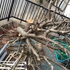 桜の木の切り落とし