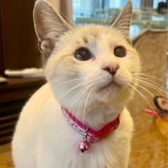 幸せのキャンドルテール　シャム系♂0歳5カ月　小さめ - 猫