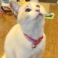 幸せのキャンドルテール　シャム系♂0歳5カ月　小さめ − 香川県