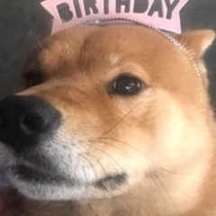 柴ミックス犬