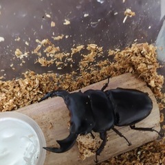 アンタエウスオオクワガタ　73.6ミリの画像