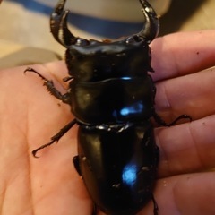 アンタエウスオオクワガタ　73.6ミリの画像