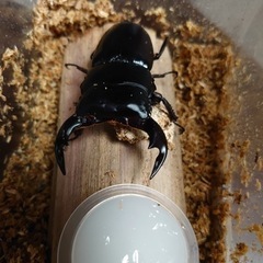 アンタエウスオオクワガタ　73.6ミリ