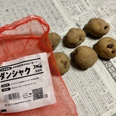 じゃがいもの種芋(ダンシャク)約500g