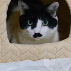 😺人馴れ抜群チョビちゃん😺