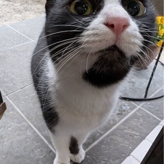 再投稿ハチワレ猫　あごひげちゃん　メス　2歳 - 猫