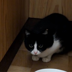 再投稿ハチワレ猫　あごひげちゃん　メス　2歳 − 福岡県