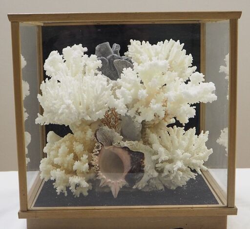 天然珊瑚礁原木　白珊瑚礁　置物　ガラスケース入り　中古品