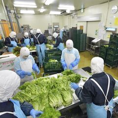 【未経験歓迎】マイカー通勤可能◎野菜工場でライン作業・選別・仕分け・加工などの画像