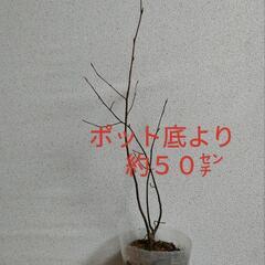 【受渡し先決定】　ジューンベリー苗　果樹　庭木　落葉樹