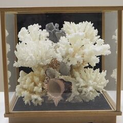 天然珊瑚礁原木　白珊瑚礁置物ガラスケース入り　中古品