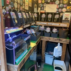 【五桜メダカ】 1月28日　横須賀めだか無人販売