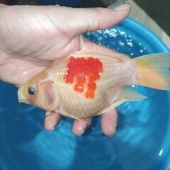 値下げ❢　金魚　玉サバ　鮒金　金鱗の画像