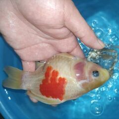 値下げ❢　金魚　玉サバ　鮒金　金鱗の画像