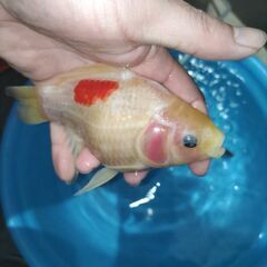 値下げ❢　金魚　玉サバ　鮒金　金鱗の画像