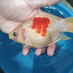 値下げ❢　金魚　玉サバ　鮒金　金鱗
