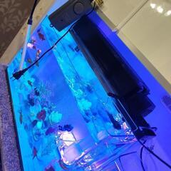 【急募】大型60cm☆美しい曲げガラス水槽 熱帯魚用ヒーター(定...