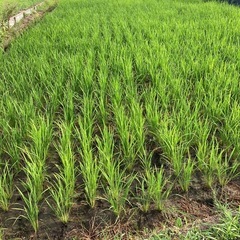 神奈川県座間市で田んぼ手伝ってくれる方募集！ - 座間市