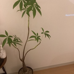 観葉植物（パキラ）