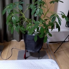 観葉植物(No.1)