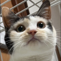 一時停止　パステル三毛猫ちゃん