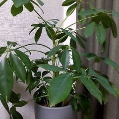 観葉植物(No.2)