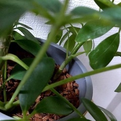 観葉植物(No.2)の画像