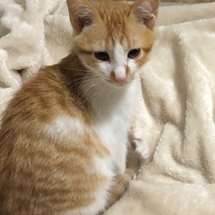 （里親様決定）元気いっぱい！人慣れしている駒ちゃん
