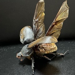 エレファスゾウカブト標本の画像