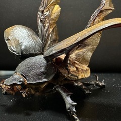 本日限定で1000円引き致します‼️エレファスゾウカブト標本