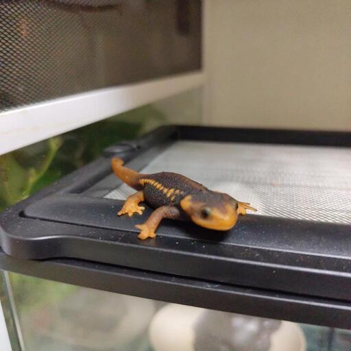 ミナミイボイモリ、アメイロイボイモリ