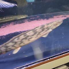 ポリプテルス　ブリードアンソルギー２4cm±の画像