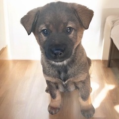 💕約3ヶ月💕子犬里親緊急募集💕