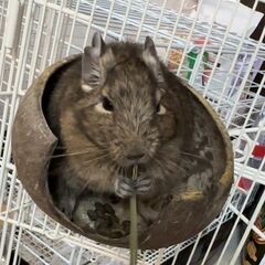 デグー　里親募集