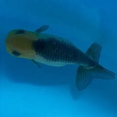 決まりました。金魚2匹の画像