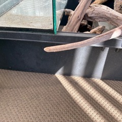 トロフネ　ビオトープ　ガーデニング の画像