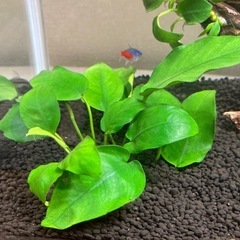 【決定済み】アナビアスナナ、プチの画像