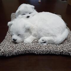 ゲーセンで取得‼️犬の親子