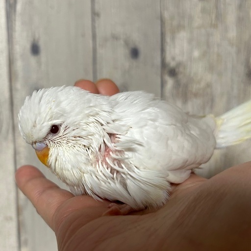 Amazon.co.jp: マイフレンド 皮つき 中型インコ 700グラム (x 1