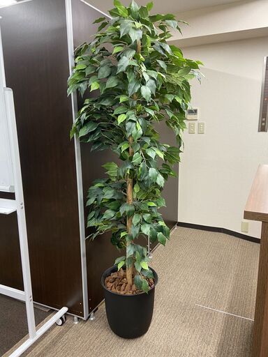 観葉植物（フェイクグリーン）