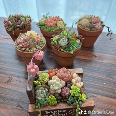 多肉屋それぞれ　第3回三島公民館「多肉植物を使用した寄植えの会」の画像