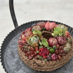 多肉屋それぞれ　第3回三島公民館「多肉植物を使用した寄植えの会」の画像