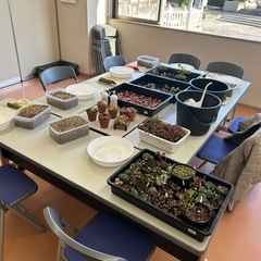 多肉屋それぞれ　第3回三島公民館「多肉植物を使用した寄植えの会」の画像