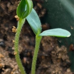冬瓜の芽🌱